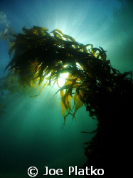 wide angle shot of a nice stalk of kelp using my new inon... by Joe Platko 